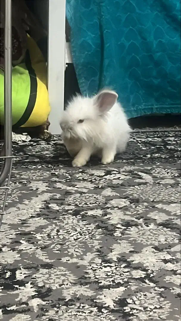 خرگوش زیبای سفید|موش و خرگوش|تهران, حسن‌آباد|دیوار