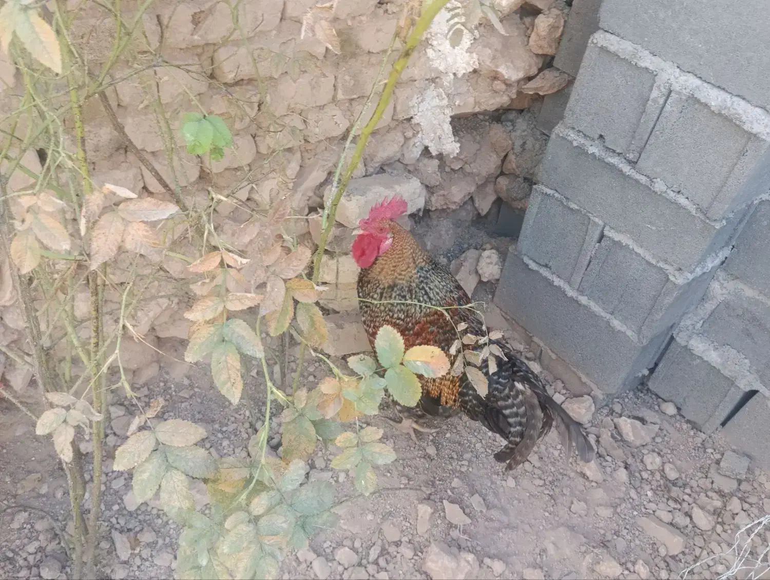 فروش یک خروس خلودری و دو مرغ تخمگذار|حیوانات مزرعه|قیدار, |دیوار