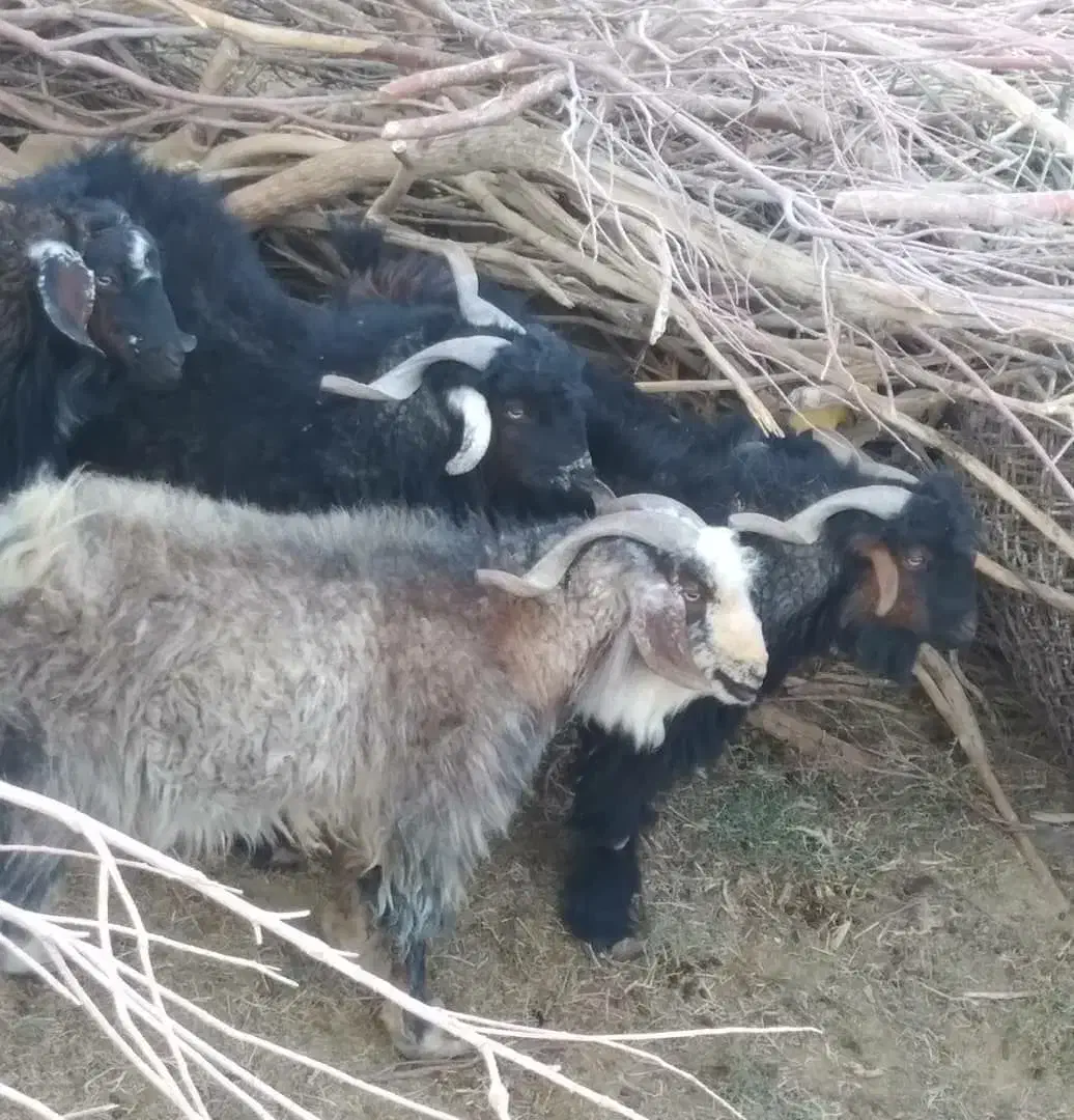 بز نر وطنی و روغن حیوانی|حیوانات مزرعه|هامون, |دیوار