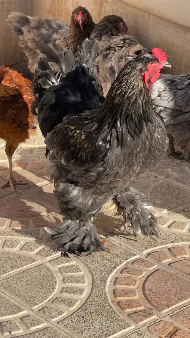 جوجه لهستانی ویاندوت ایام سمانی برهما مرغ وخروس|حیوانات مزرعه|رشت, لاکان|دیوار