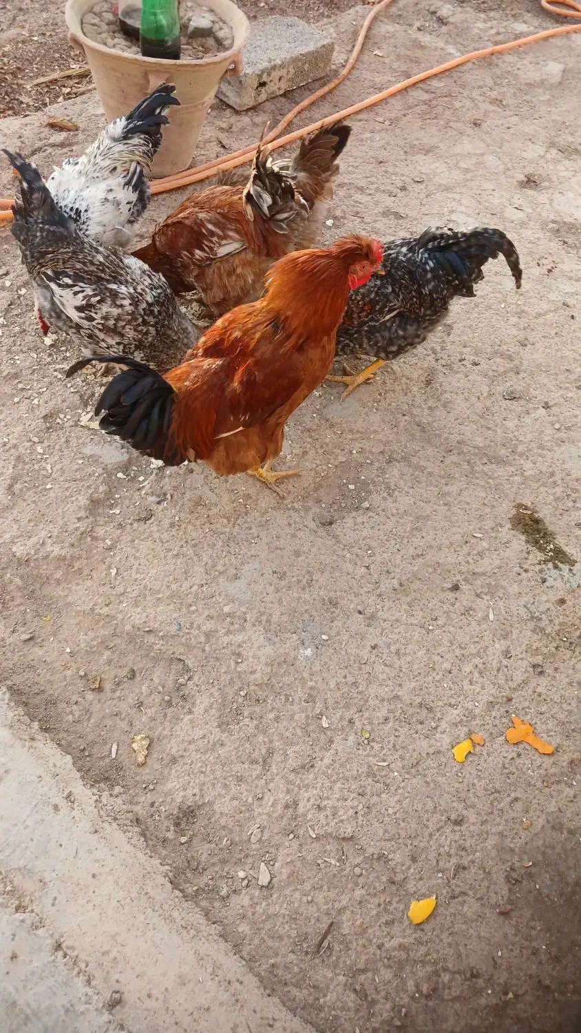 غاز اُردک خروس|حیوانات مزرعه|دشتابی, |دیوار