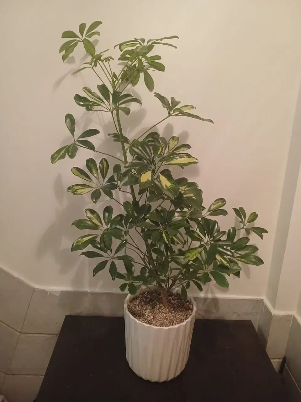 گل طبیعی شفلرا با گلدون سرامیکی کادوی روز مادر|گل و گیاه طبیعی|تهران, علم و صنعت|دیوار