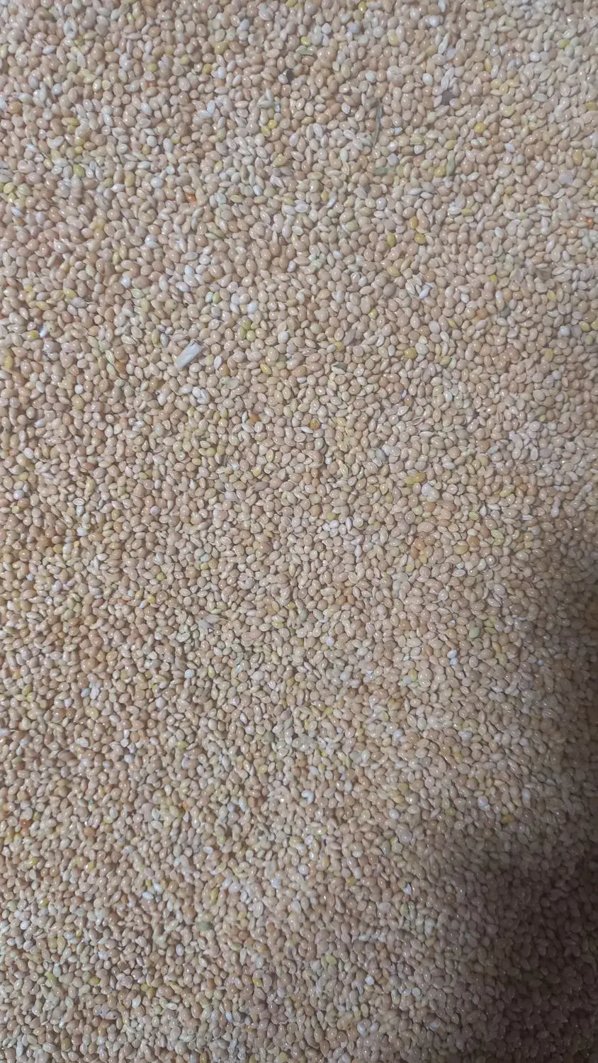 خوارک پرنده عمده و خرده|لوازم جانبی حیوانات|رفسنجان, |دیوار