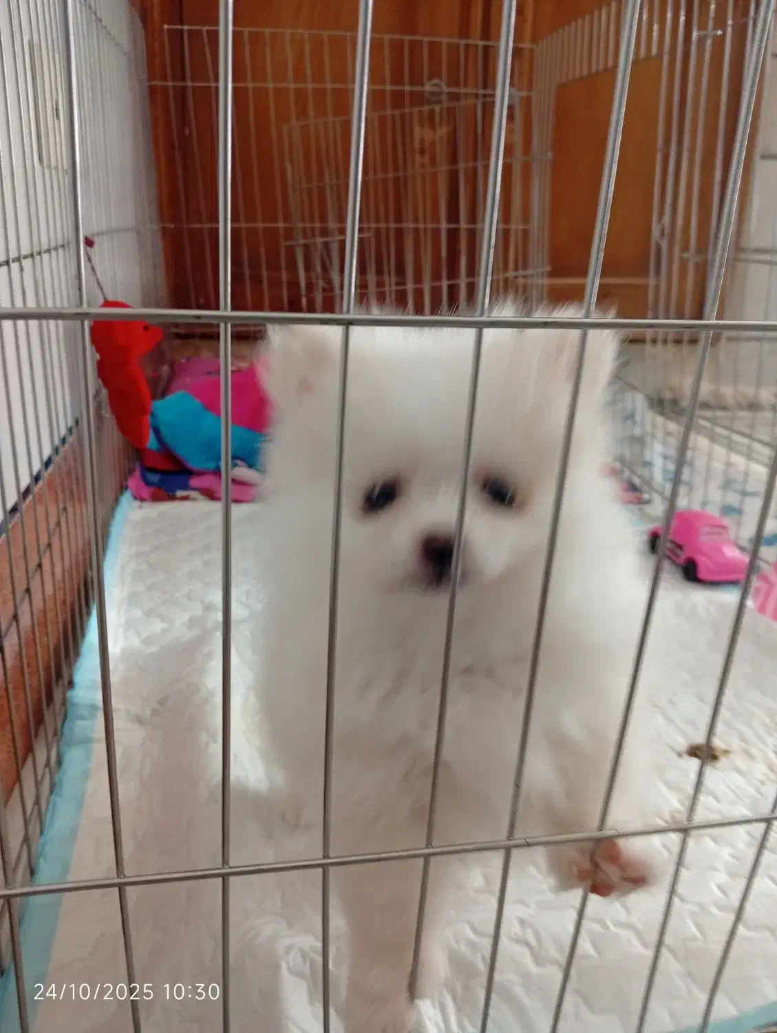 فروش سگ|سگ|شاهینشهر, گزبرخوار|دیوار