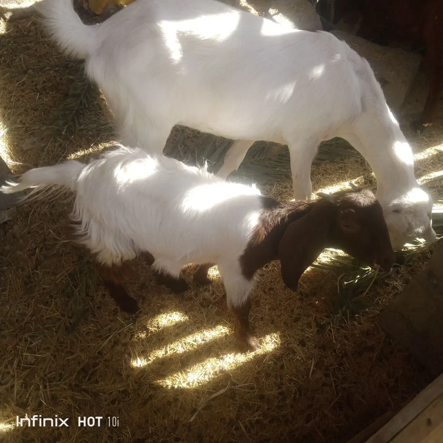 گوسفند|حیوانات مزرعه|دامن, |دیوار