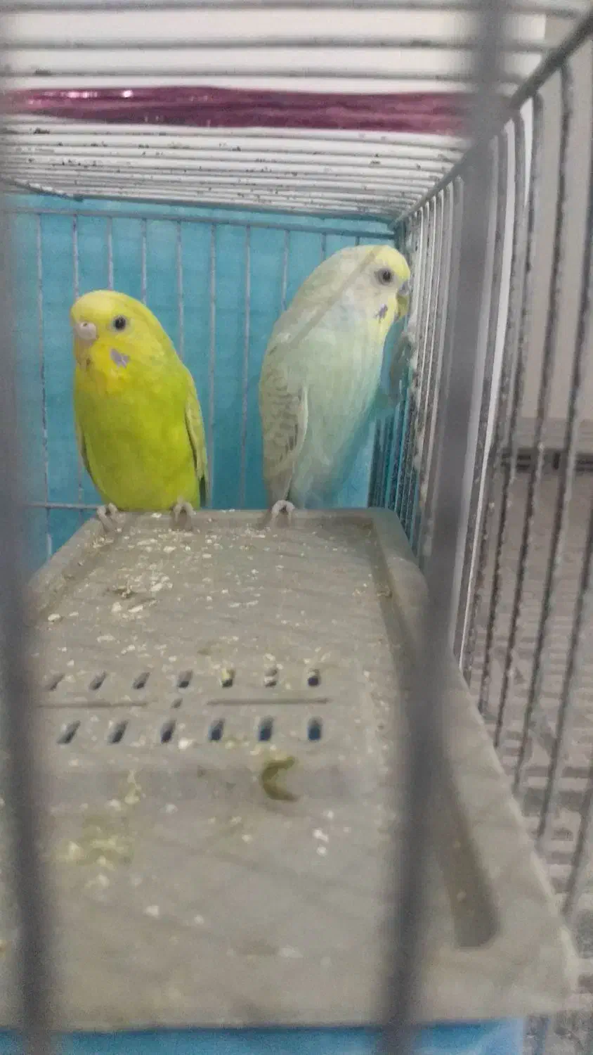 مرغ عشق|پرنده|زاهدان, |دیوار