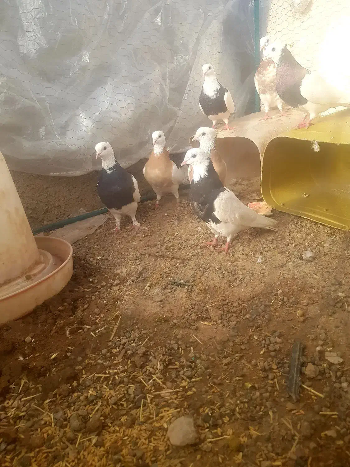 کفتر|پرنده|سیرجان, |دیوار