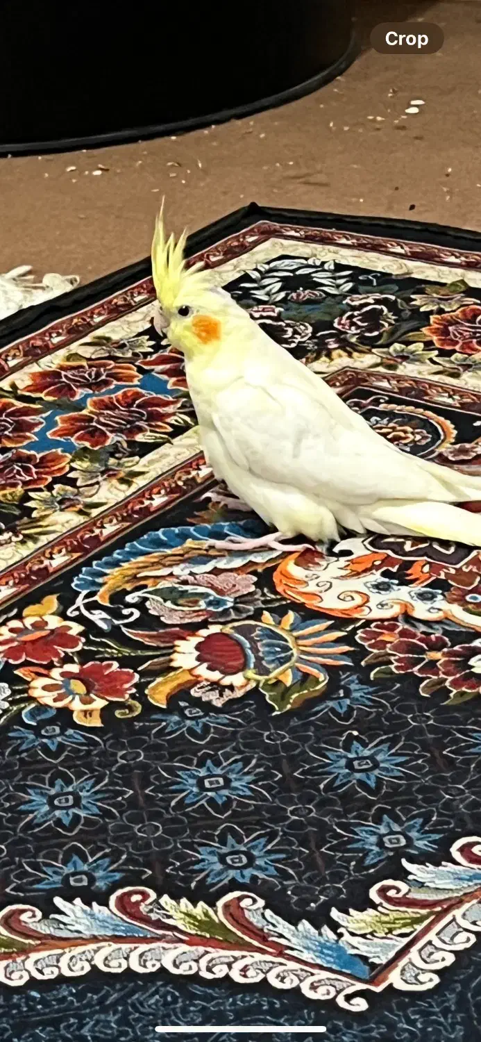 عروس هلندی معاوضعه با کفتر|پرنده|شیراز, کاراندیش|دیوار