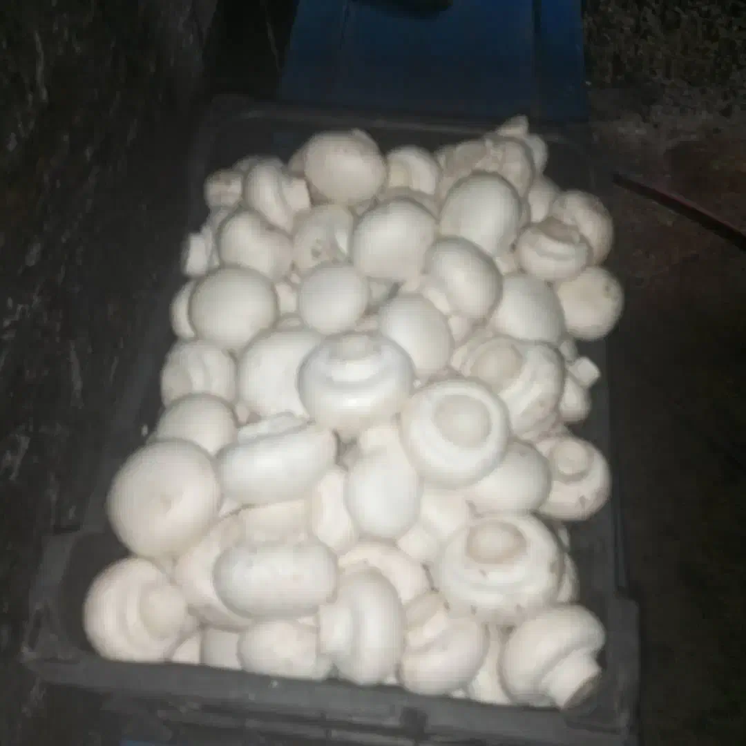 قارچ تازه|خوردنی و آشامیدنی|سرپل ذهاب, |دیوار