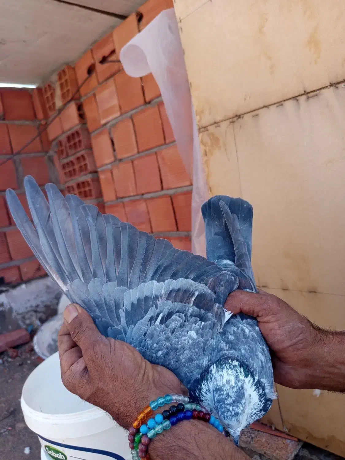 کویی سبز|پرنده|بم, |دیوار