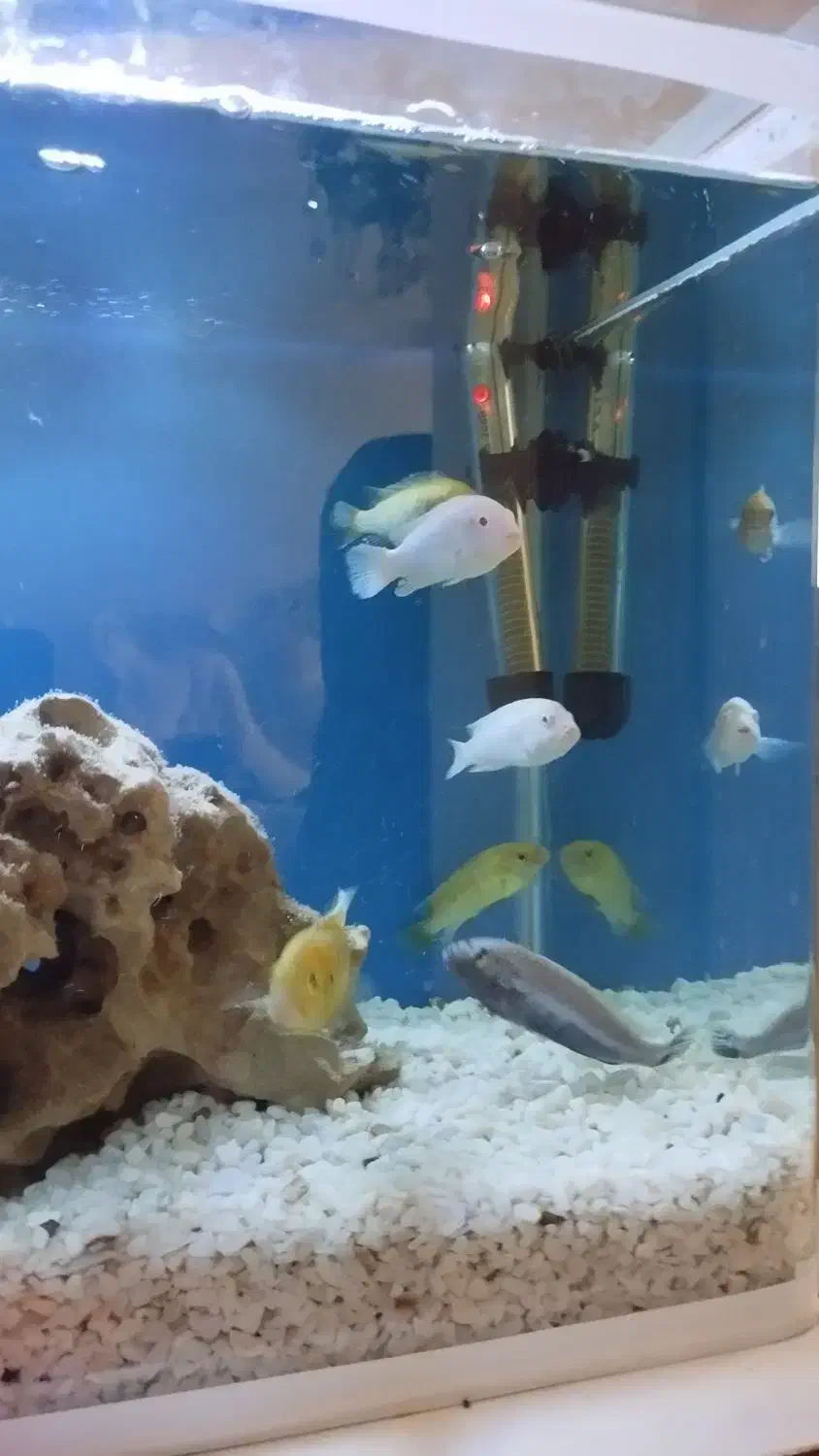 ماهی گوشت خوار|ماهی|پاکدشت, شهرک امام رضا|دیوار