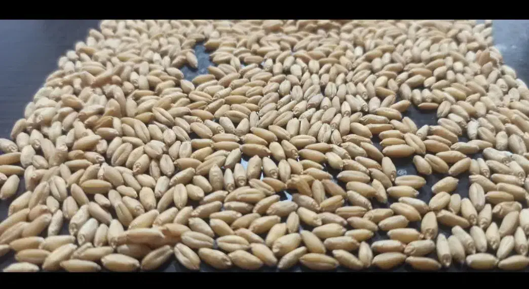گندم بذری دیم|خدمات باغبانی و درختکاری|خرم‌آباد, |دیوار