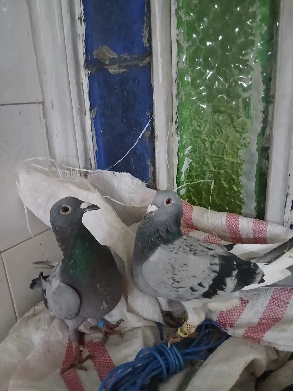 کبوتر آلمانی پلاکی جفت|پرنده|مشهد, وحید|دیوار