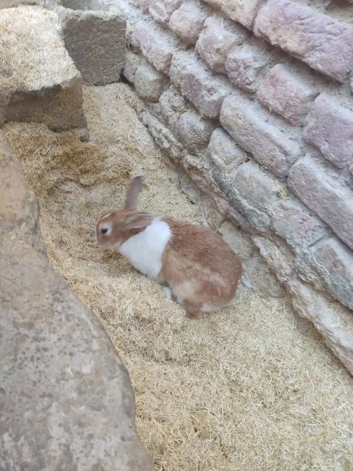 خرگوش طلایی ،چشم عسلی، چشم قرمز ابست|موش و خرگوش|زابل, |دیوار