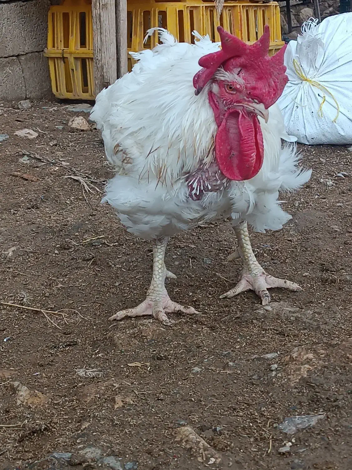 مرغ مادر|حیوانات مزرعه|اشنویه, |دیوار