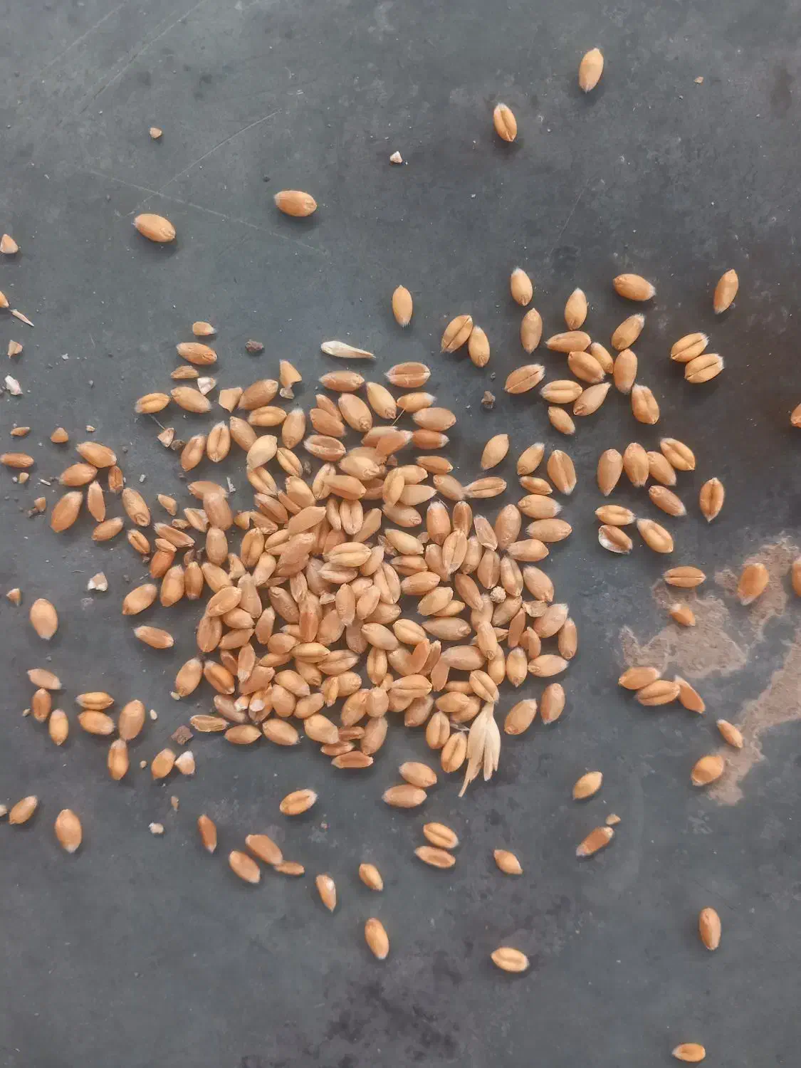 گندم|عمده‌فروشی|بشاریات, |دیوار