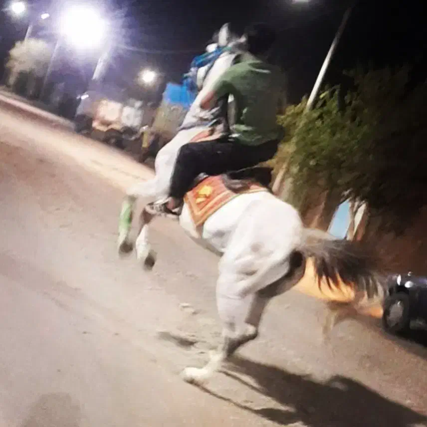 اسب|اسب و تجهیزات اسب‌سواری|نرماشیر, |دیوار