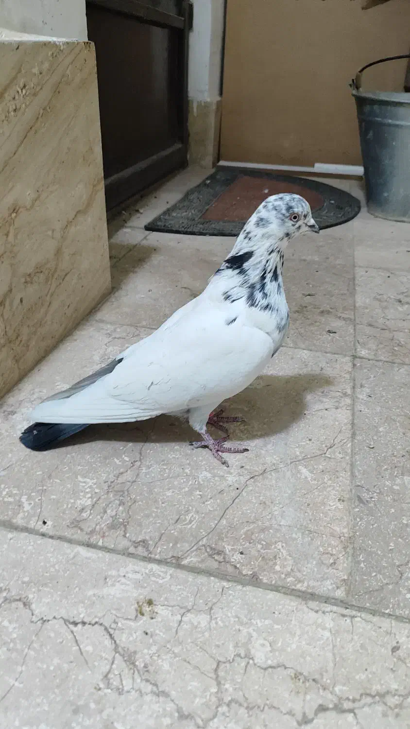 کبوتر|پرنده|شاهینشهر, شهرک پردیس|دیوار