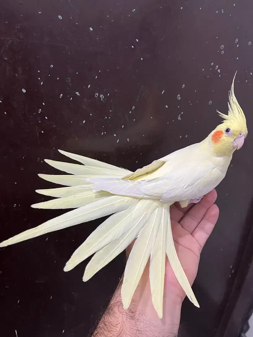 عروس هلندی لوتینو ماده زعفرونی آلبینو بالغ رام رام|پرنده|تهران, شکوفه (عبدل آباد)|دیوار