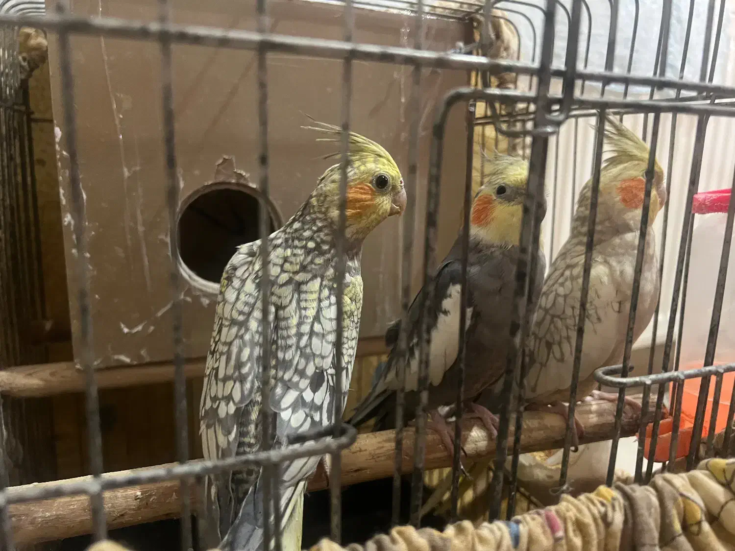 فروش عروس هلندی|پرنده|احمدآبادمستوفی, |دیوار