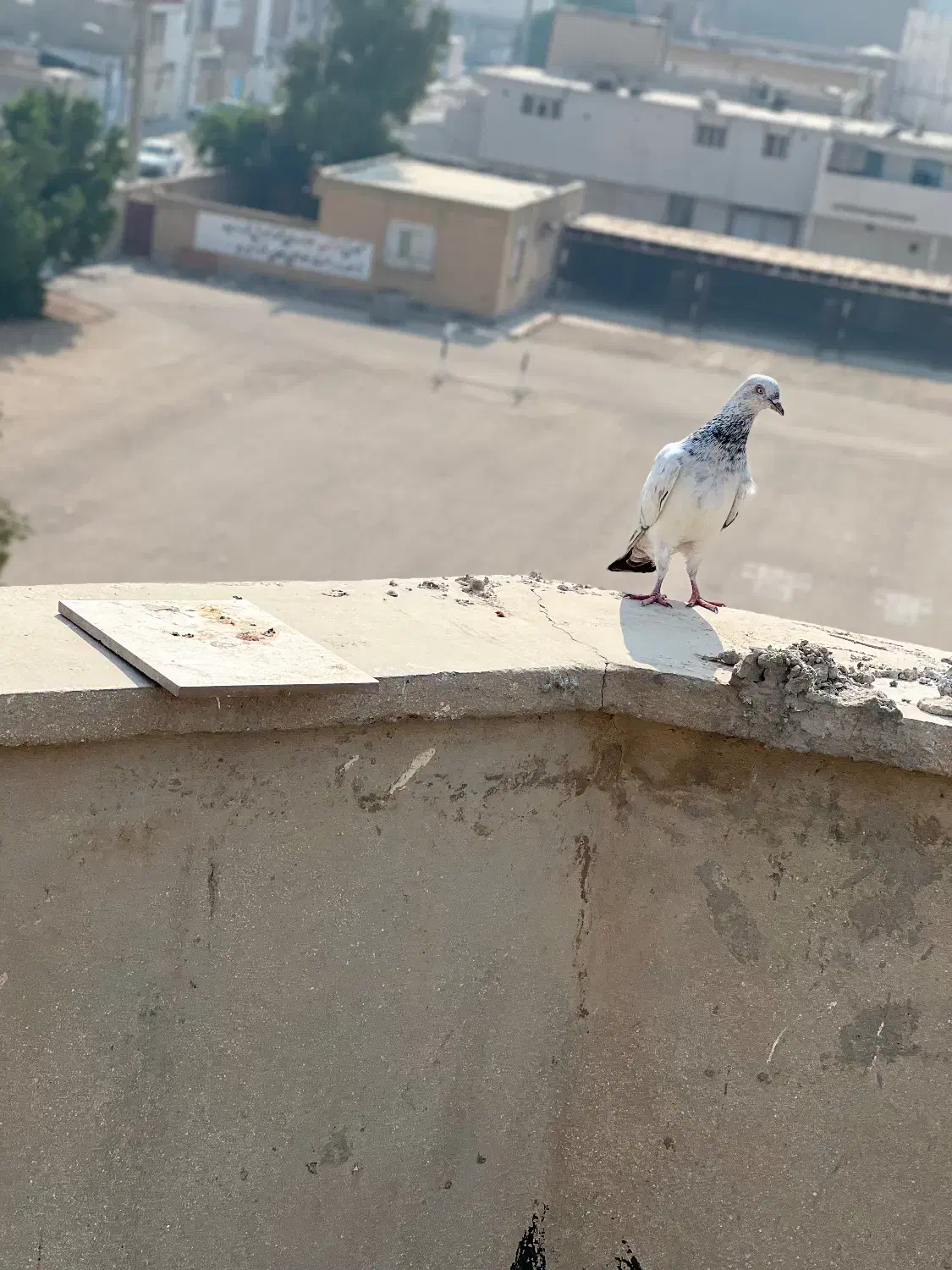 دوتا ماده شیخ|پرنده|بندر ماهشهر, |دیوار