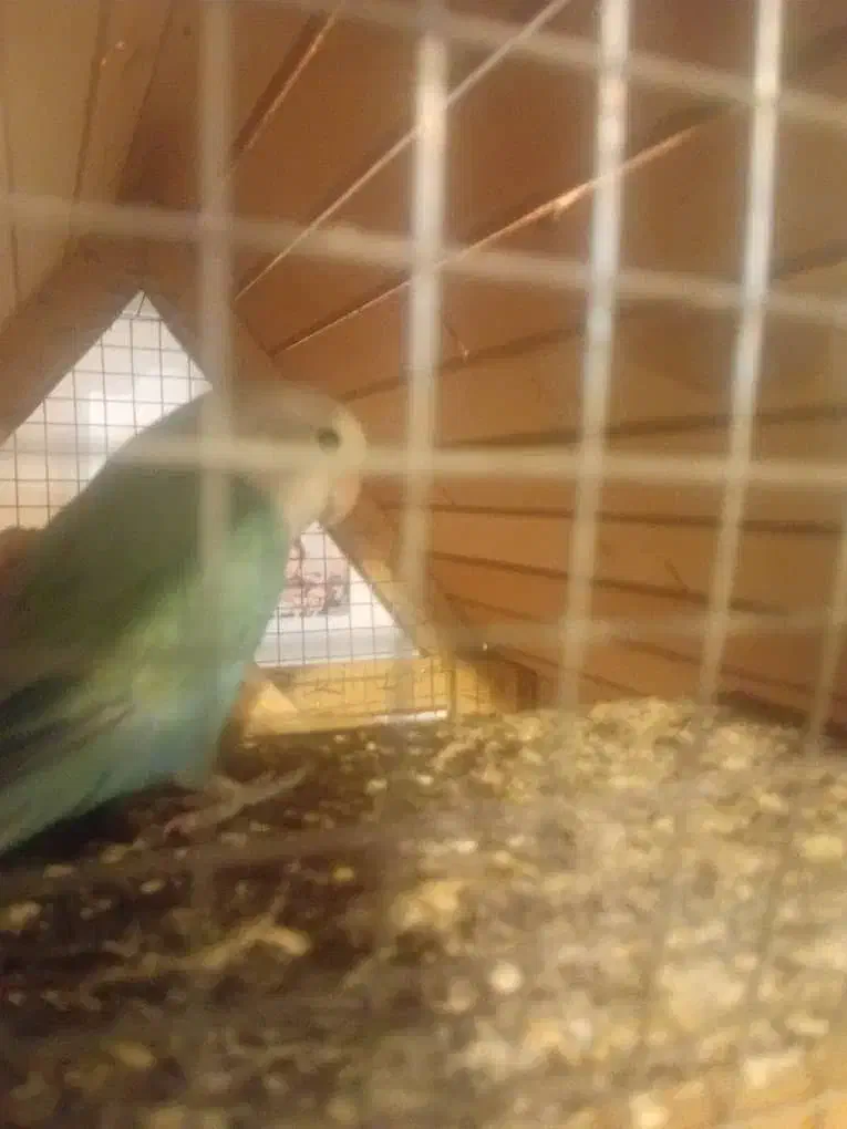 پرنده|پرنده|تهران, حافظیه|دیوار