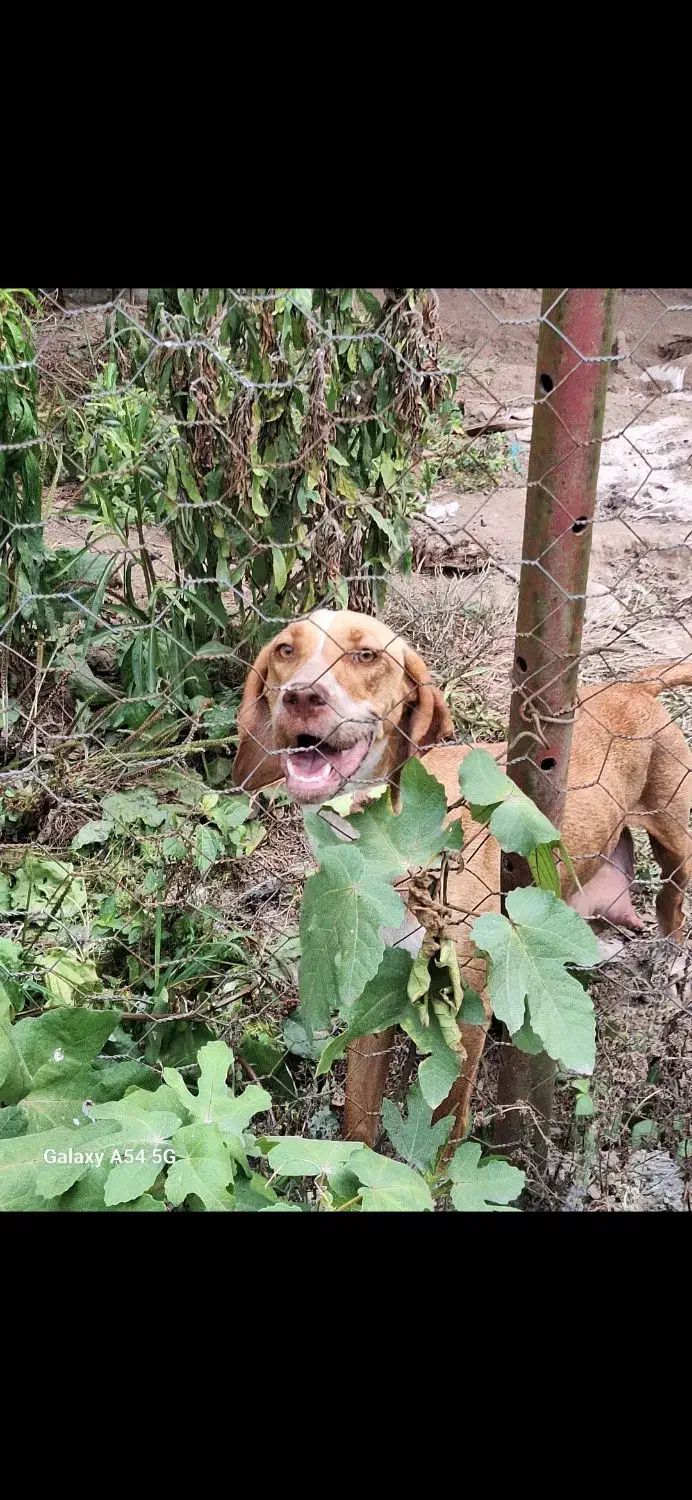 سگ.|سگ|رشت, پل تالشان|دیوار