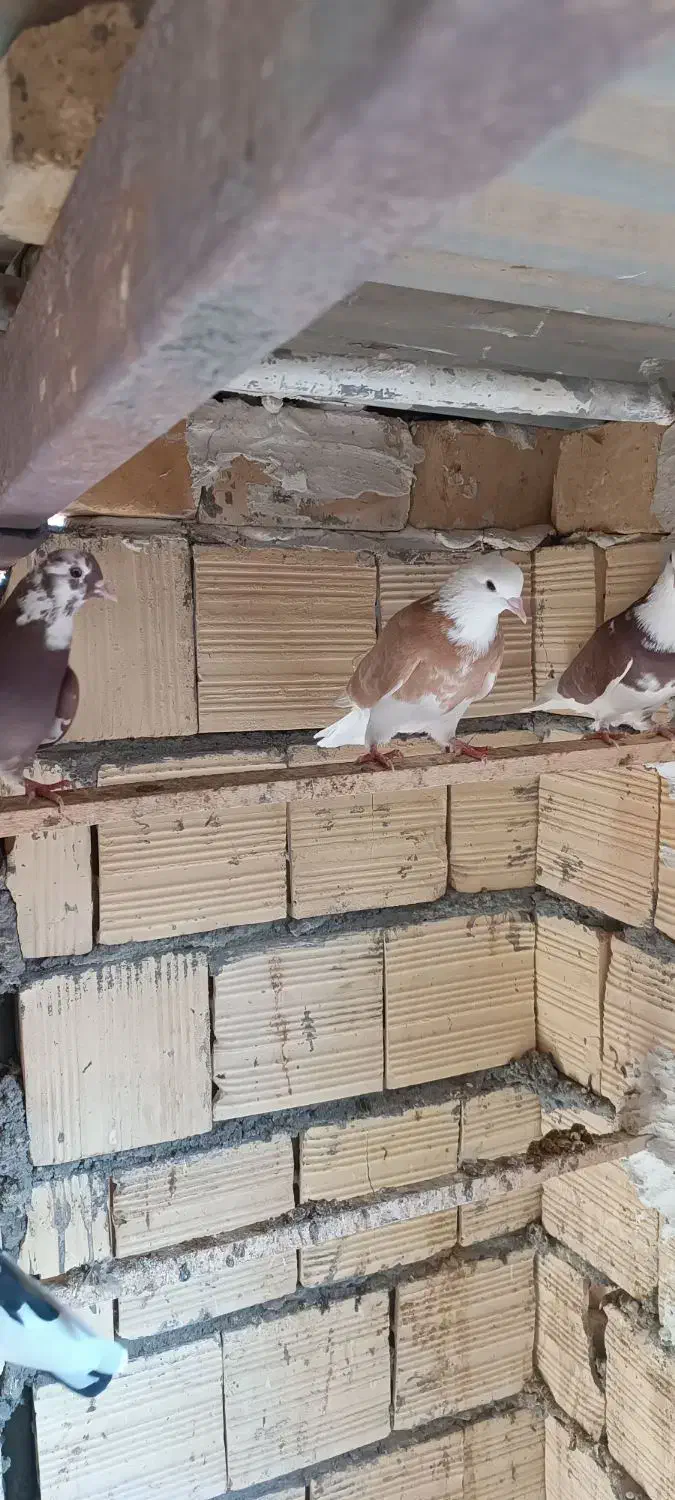 ماده شازده زرد|پرنده|آران و بیدگل, |دیوار