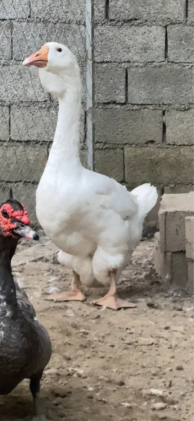 غاز خالماگور اصیل|حیوانات مزرعه|قائمشهر, |دیوار