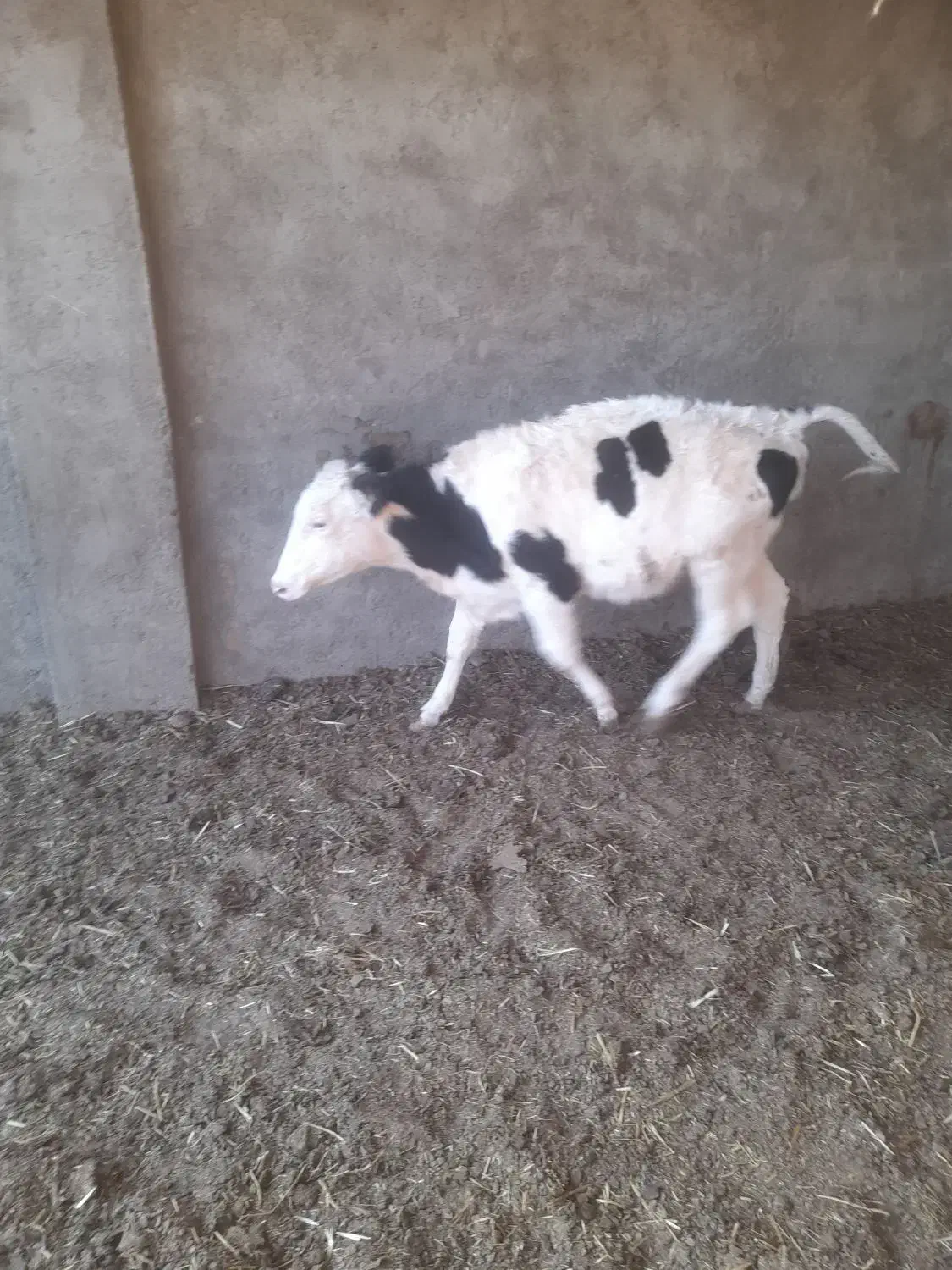 گوساله|حیوانات مزرعه|طاغنکوه, |دیوار