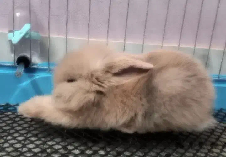 فروش خرگوش لوپ|موش و خرگوش|اصفهان, سپاهانشهر|دیوار