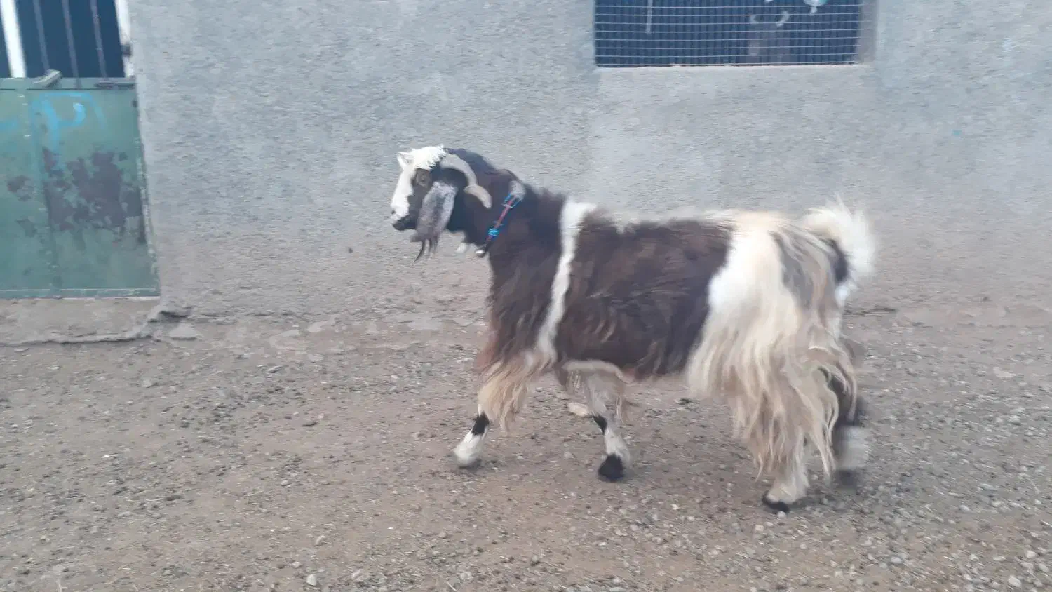 فروشی|حیوانات مزرعه|کوهدشت, |دیوار