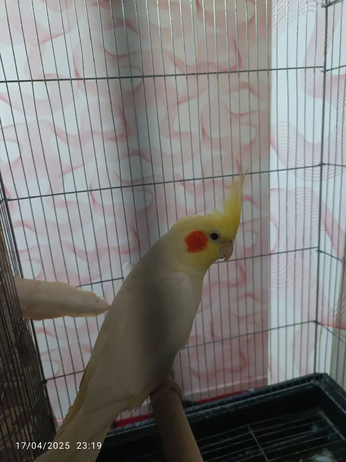 فروش ۳عددعروس هلندی یکجفت ویک بچه|پرنده|هشتگرد, فاز ۷ مهستان|دیوار