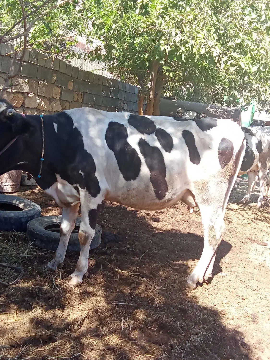 فروش گاو شیری|حیوانات مزرعه|شباب, |دیوار