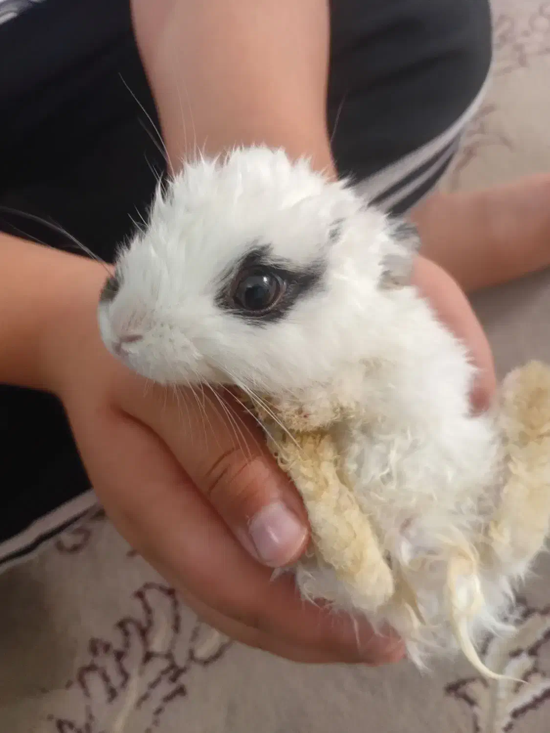 خرگوش کوچک فوقالعاده باهوش و دستی|موش و خرگوش|فلاورجان, |دیوار