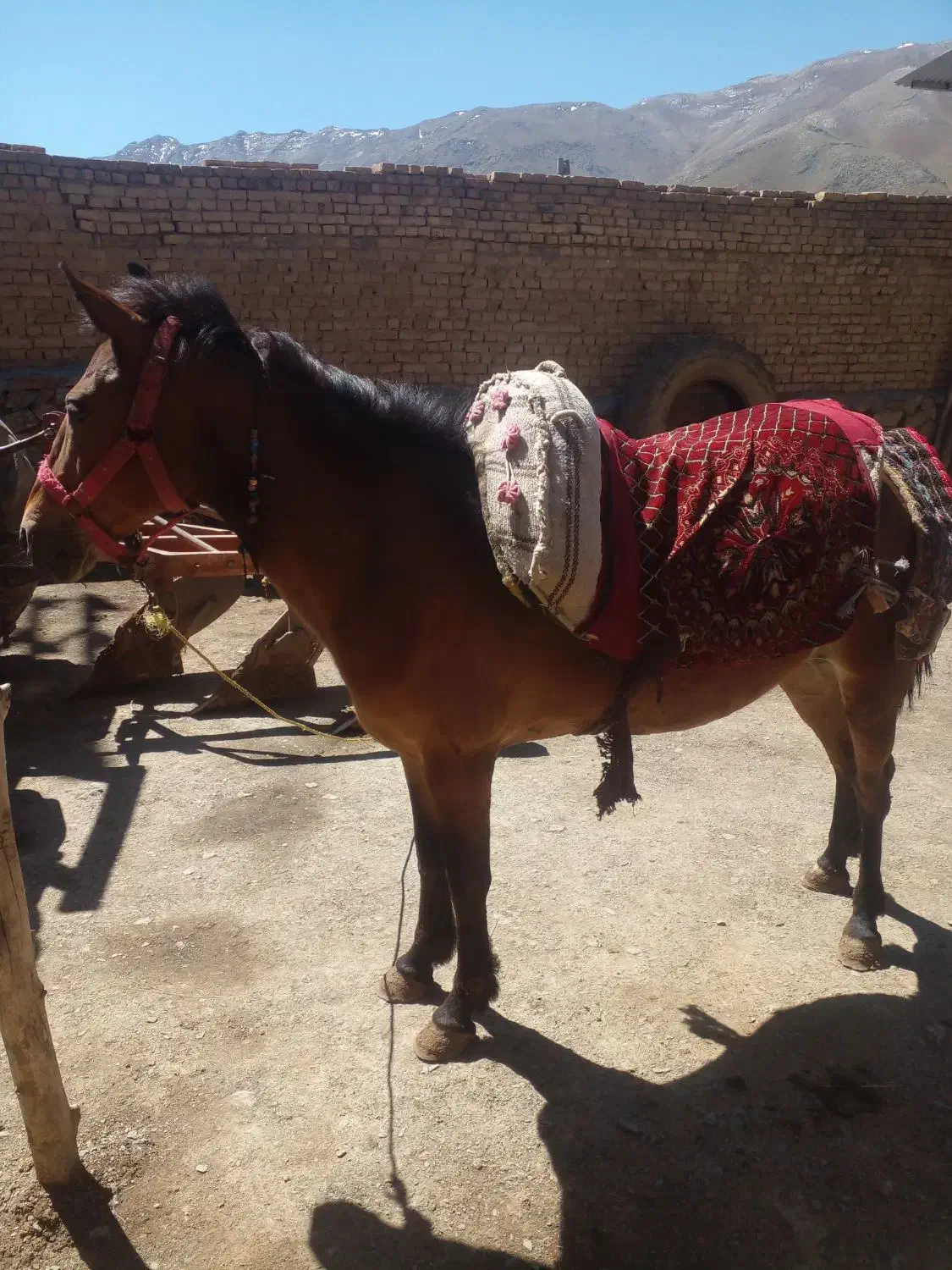 اسب|حیوانات مزرعه|ملایر, |دیوار