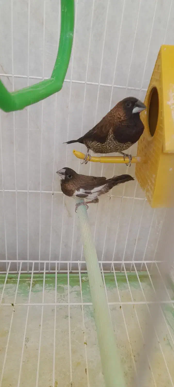 فنچ بنگالی|پرنده|جهرم, |دیوار