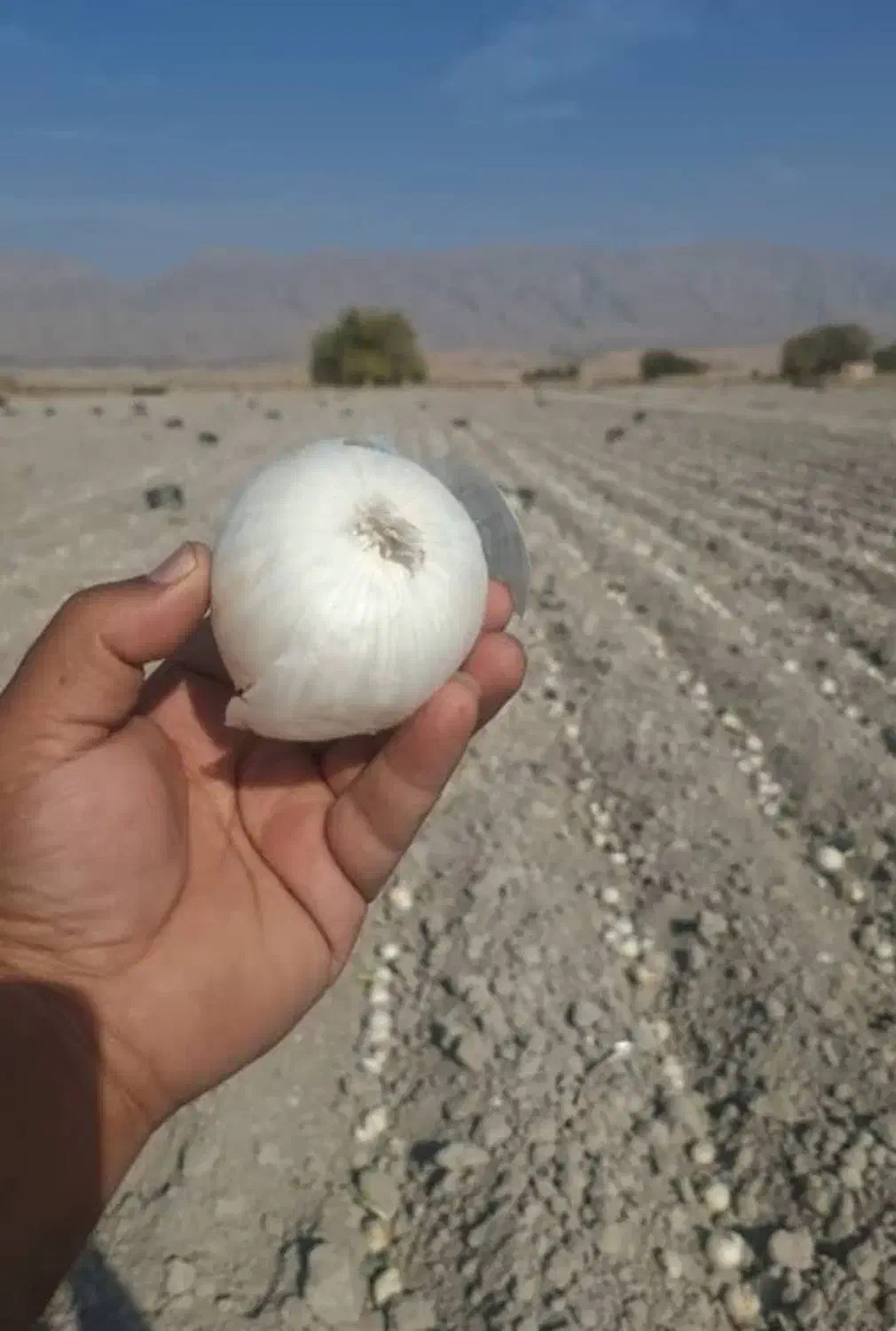 بذر پیار مینروا و سایروس|خدمات باغبانی و درختکاری|جیرفت, |دیوار