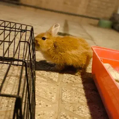 خرگوش لوپ|موش و خرگوش|یزد, |دیوار