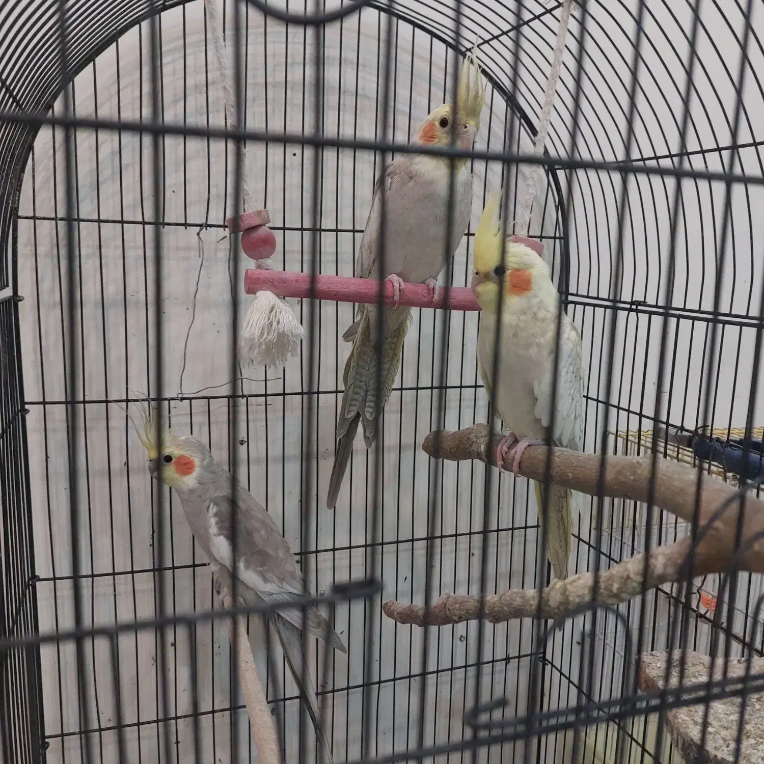 ۳ تا عروس هلندی آروم و زیبا|پرنده|کرج, شهرک بهارستان|دیوار