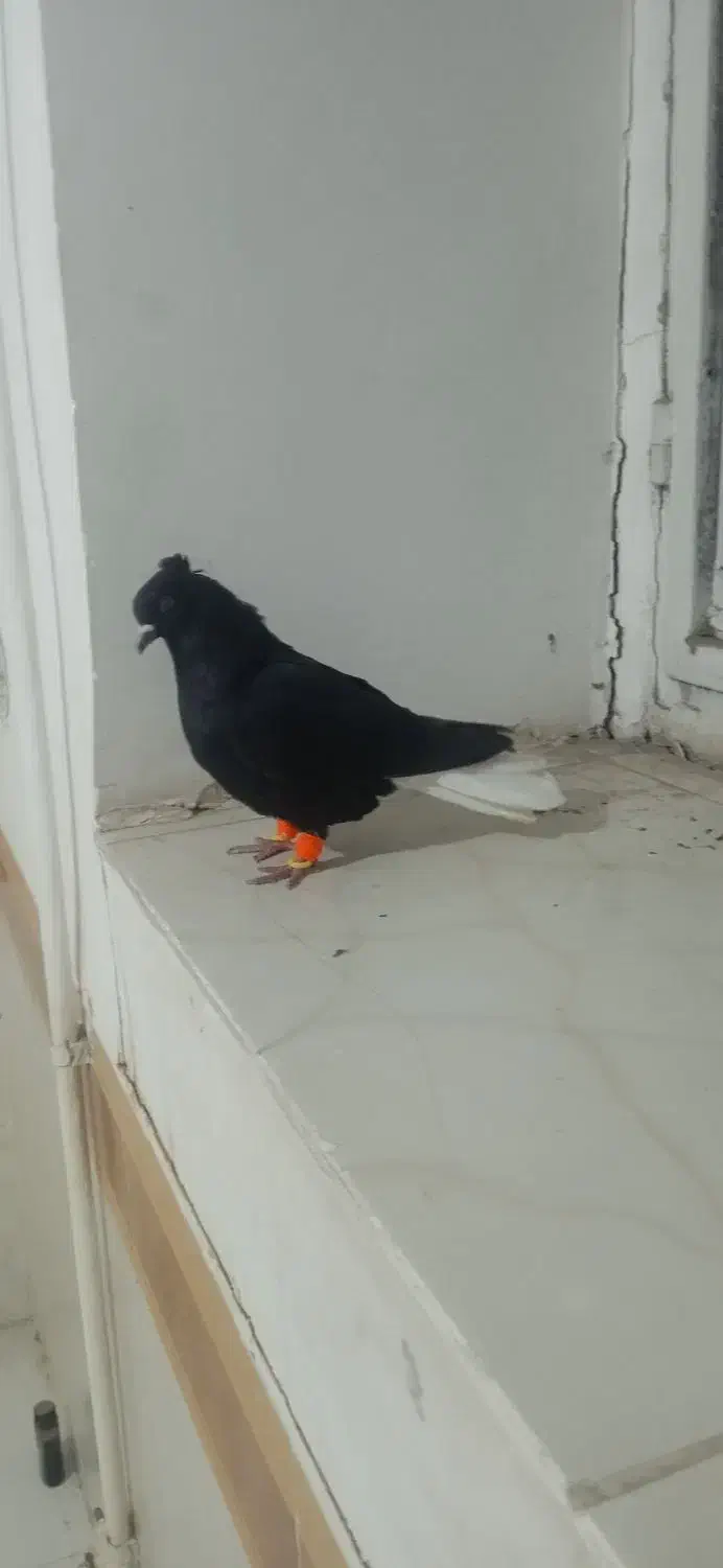 کبوتر|پرنده|نیشابور, فردوس شمالی|دیوار