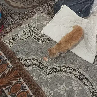 گربه پیدا شده|حیوانات|تبریز, |دیوار