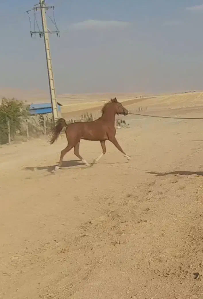 اسب کرد اصیل|اسب و تجهیزات اسب‌سواری|ماهیدشت, |دیوار