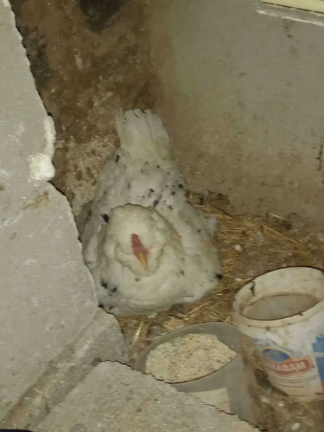 تخم مرغ  کلین لری و محلی|حیوانات مزرعه|اردبیل, |دیوار