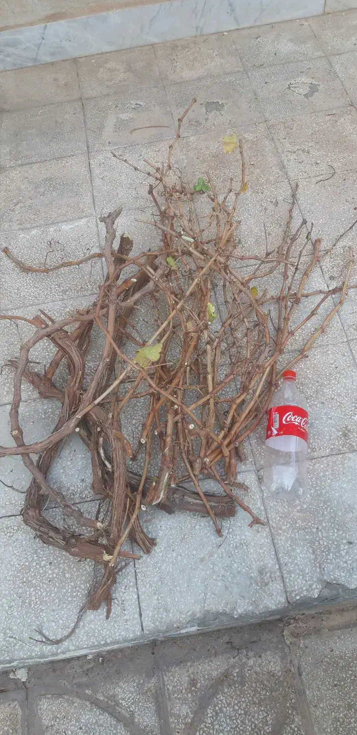 قلمه درخت انگور عسگر|گل و گیاه طبیعی|سبزوار, شرق کال میانی|دیوار