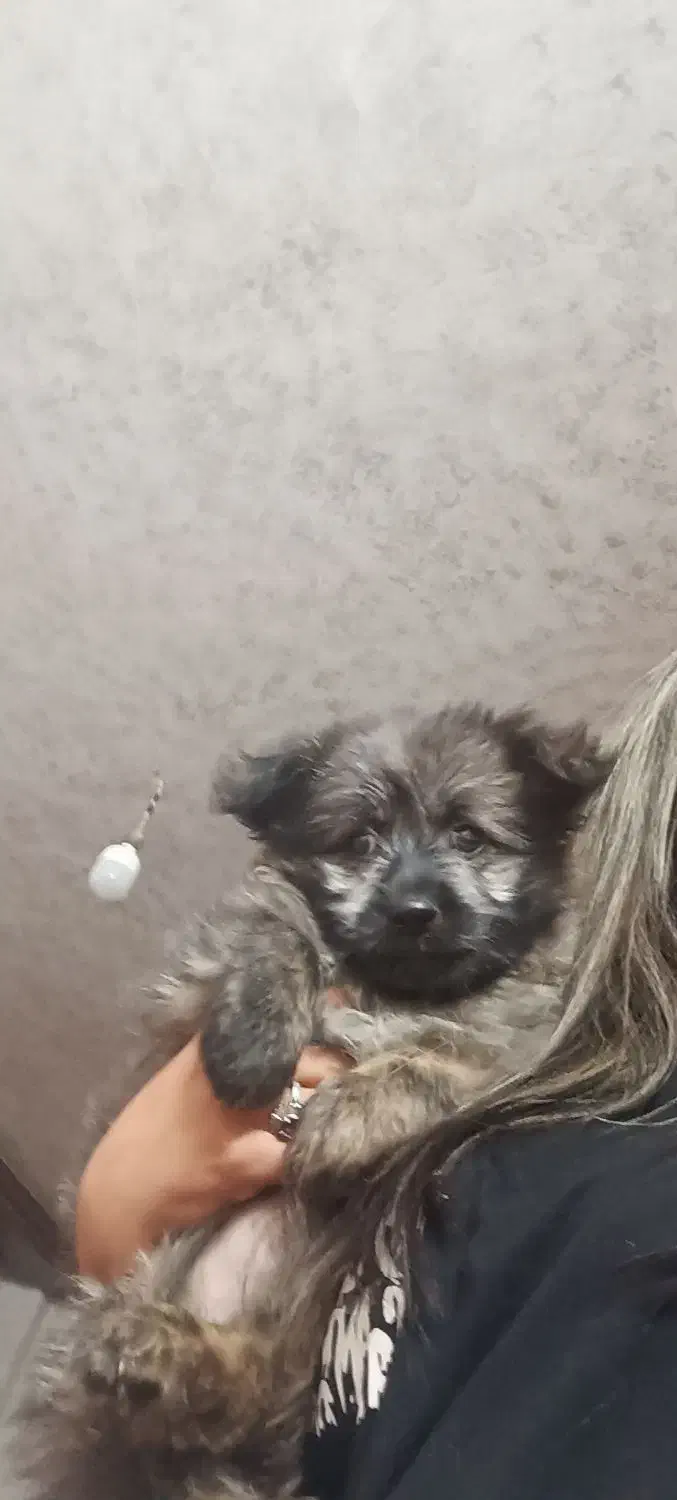 سگ پاپی|سگ|برخوار, |دیوار