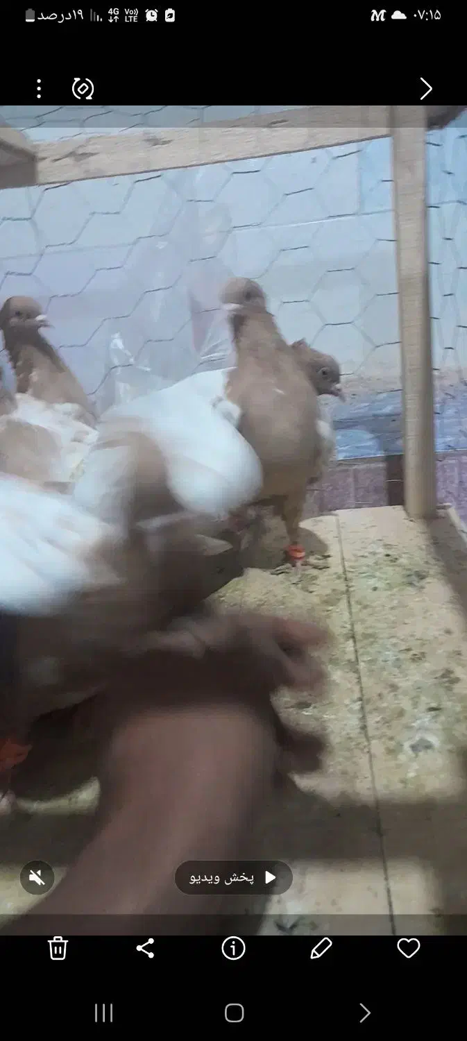 سینه زرد پاک و هوایی|پرنده|مه ولات, |دیوار