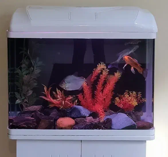 آکواریوم|ماهی|اصفهان, کوی شهید کشوری|دیوار