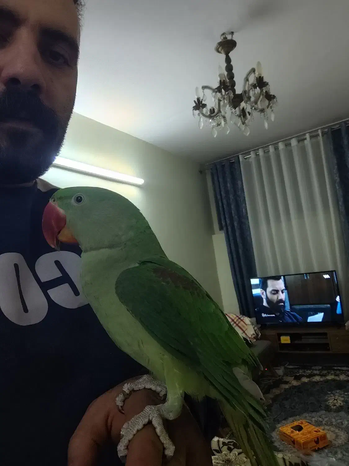 یک شاه طوطی نر شاه تخم یک جفت ملنگو شیطون و ملوس|پرنده|تهران, دردشت|دیوار