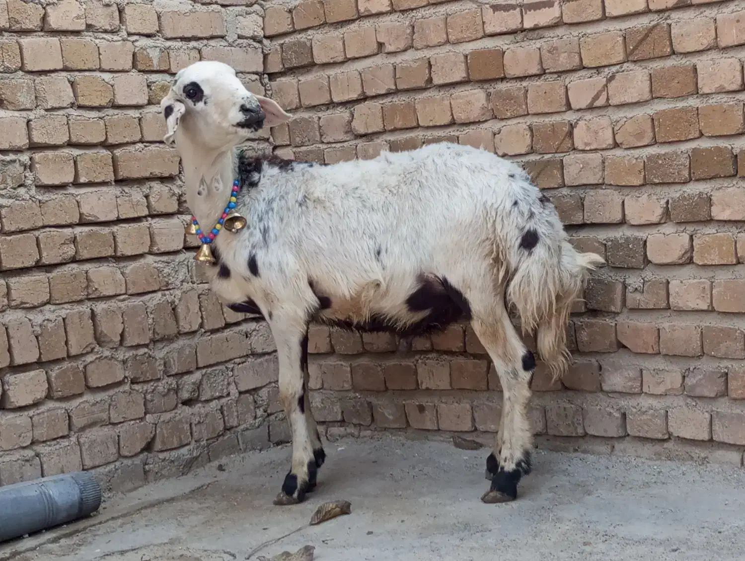 گوسفند بره قوچ|حیوانات مزرعه|بروجرد, |دیوار